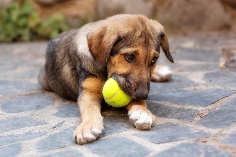 Rescue adoption dog puppy with sad look on the face with the ball toy