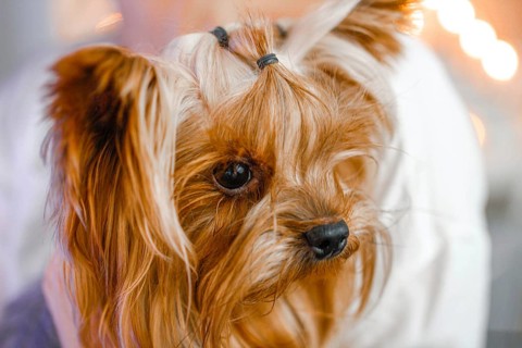Yorkshire Terrier with a contemplative expression