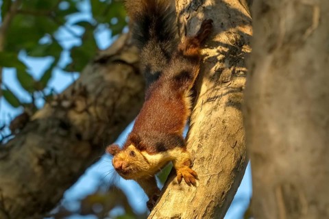 Giant squirrel (Ratufa indica), species of giant squirrel (genus Ratufa) within the squirrel family