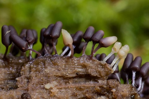Brick red slime mould (Arcyria denudata)
