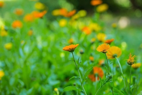 Marigolds