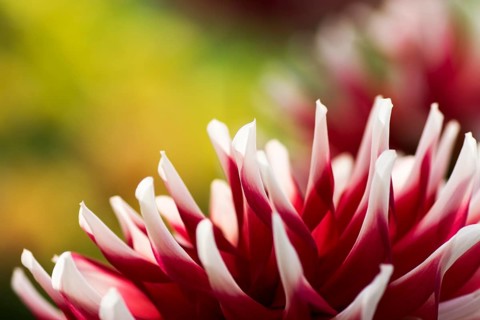 Red and white flowering dahlia species