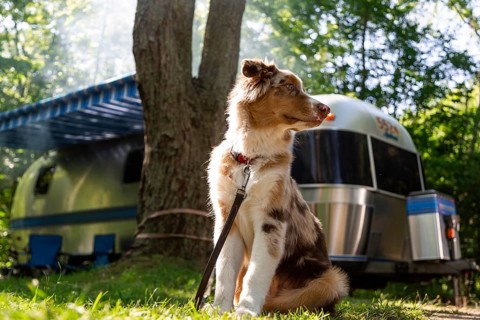 A young Australian Shepherd, with red merle colouring rests at a family campground with an American