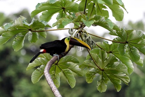 Toucan in Costa Rica