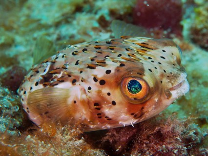 Brown-spotted hedgehogfish (Diodon holocanthus)