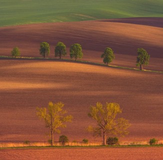Rural abstract landscape with chestnut alley in South Moravia, Czech Republic, Europe