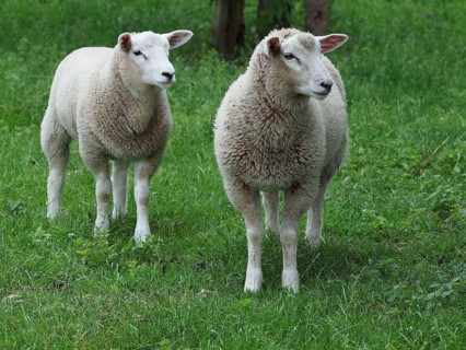 Two sheep standing next to each other on a green meadow and looking to the side, weseke,