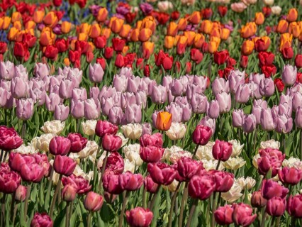 A colourful field of tulips in red, pink, purple and orange tones blooming in the garden,