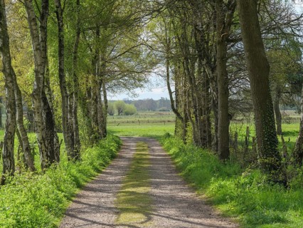 Shaded path surrounded by trees, leads into a wide field with greenery in spring, dingden,