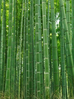 Green stems of bamboo forest. Arashiyama, Kyoto, Japan, Asia