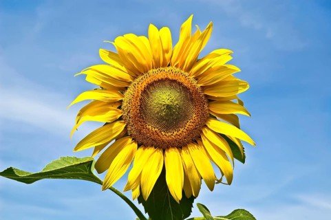 Yellow sunflower with green leaves against the blue sky