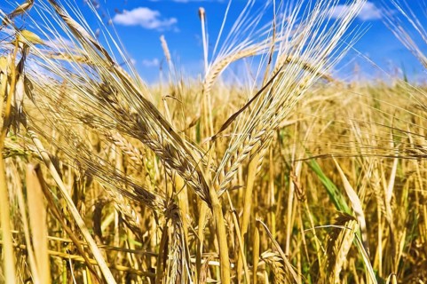 The golden ears of corn on the background fields, blue sky and white clouds