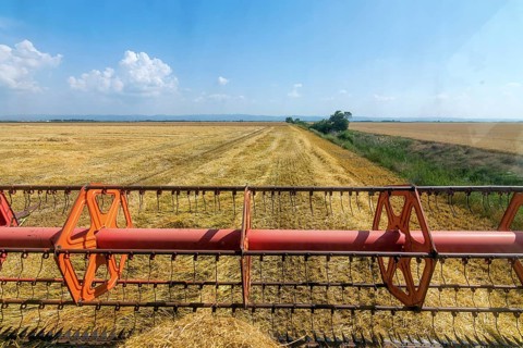 Combine harvesting the field of wheat