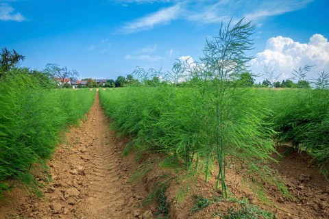 An image of an asparagus field in summer