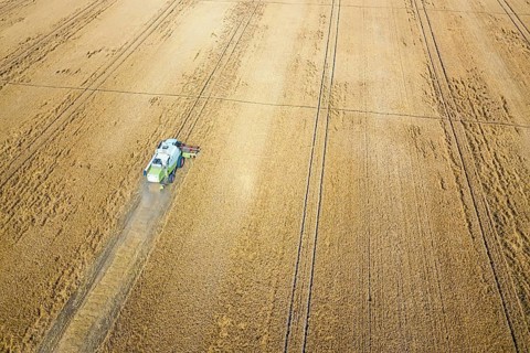 Combine harvester working on a wheat field. Combine harvester Aerial view