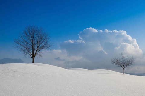 Lonely trees in a winter landscape under blue sky