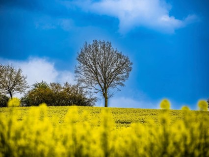 Trees behind a rape field near Adelebsen, Lower Saxony, Germany, Europe