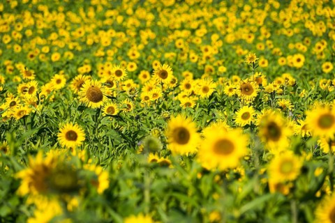 Common sunflower (Helianthus annuus), field in October as cover crop or catch crop, rural landscape