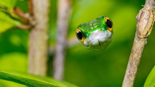 Parrot Snake, Satiny Parrot Snake, Leptophis depressirostris, Tropical Rainforest, Corcovado