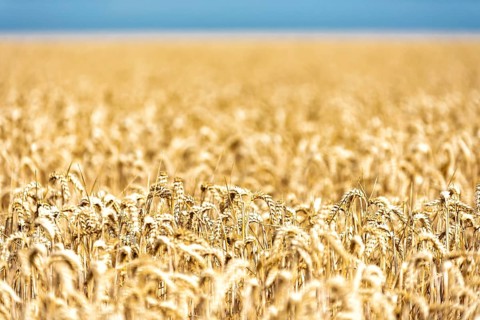Grain in a field in Europe in July