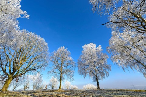 Snow-covered tree landscape with blue sky and hoarfrost, Guxhagen, Hesse, Germany, Europe