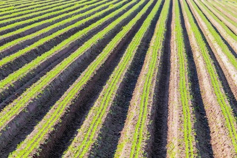 Carrot Field Green Rows, Carrots Growing on Field