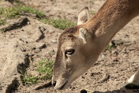 Fallow deer in the landscape