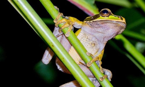 New Granada Cross-banded Tree Frog, Smilisca phaeota, Tropical Rainforest, Corcovado National Park,