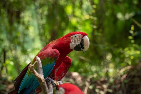 The green-winged macaw on tree branch
