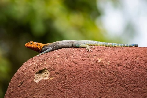 Lizard called agame settlers in the savannah of Amboseli Park in Kenya
