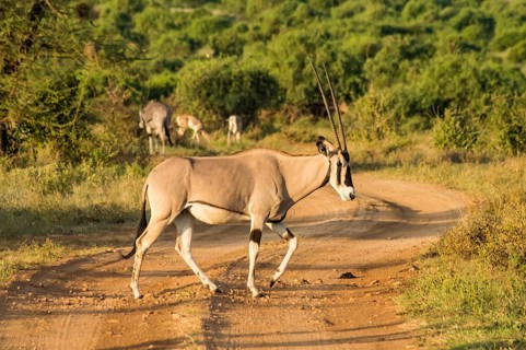 Antelope seen in profile in the savannah of Samburu Park in central Kenya