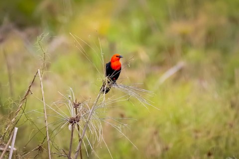 Scarlet-headed blackbird perched on reeds against natural defocused background, Pantanal Wetlands,
