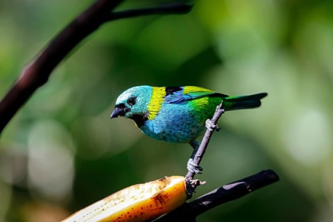 Green-headed tanager perched on a branch with banana against defocused green background, Folha