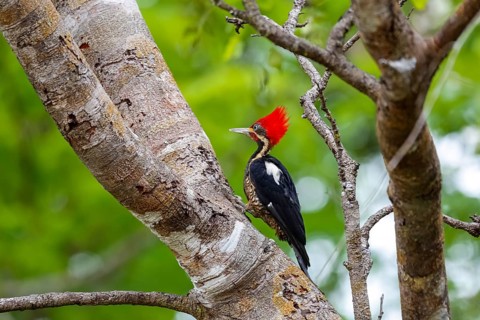 Lineated Woodpecker sitting on a tree trunk against green background, Pantanal Wetlands, Mato