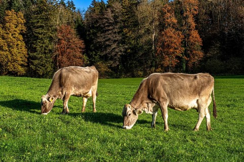 Grazing cows on a pasture in the sunshine in front of autumn-coloured trees, Leimbach, Thurgau,