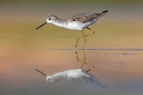 Pond sandpiper, (Tringa stagnatilis), animals, birds, limicoles, biotope, habitat, foraging,