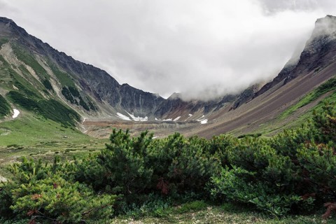 Evergreen shrubs Pinus Pumila growing in mountain circus of picturesque Mountain Range Vachkazhets