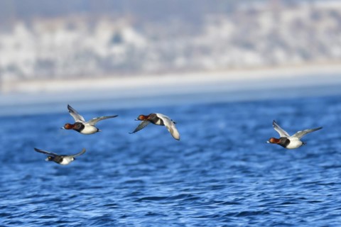 Male Common Pochard in Flight .Male Common Pochard in Flight