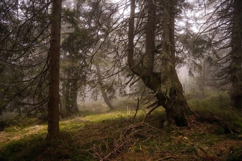 Mystical mountain spruce forest with fog in the Giant Mountains 5