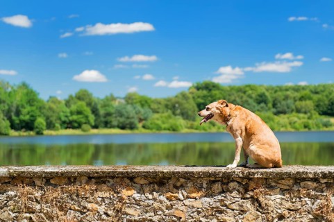 Old brown dog on wall in nature landscape with lake