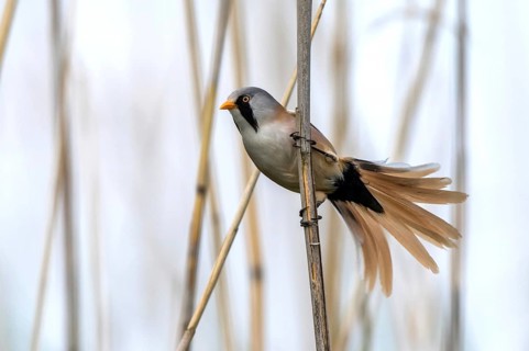 Bearded Tit - Male courtship display (Panurus biarmicus)