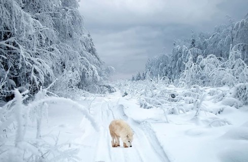 Wolf Road. Composition Polar wolf (Canis lupus tundrarum) in the taiga. This wolf is small and