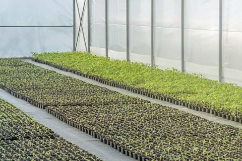Rows of Potted Seedlings in Greenhouse
