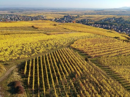 An image of a view over a vineyard at Alsace France in autumn light