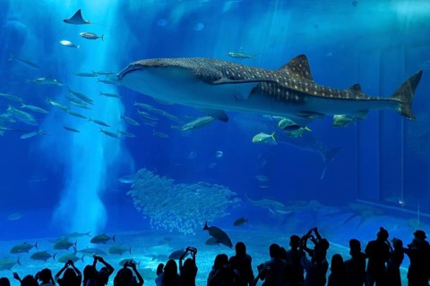 Whale shark in Okinawa Churaumi Aquarium, Japan, Asia