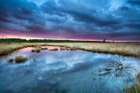 Swamp with flowering cottongrass at sunset, Drenthe, Netherlands