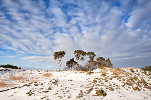 Pine trees on hill covered with snow over blue sky, Nunspeet, Netherlands