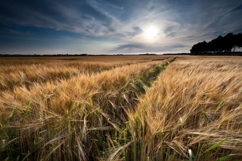 Golden wheat field in summer before sunset, Friesland, Netherlands