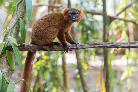 Hybrid between black lemur (Eulemur macaco) and crowned lemur (Eulemur coronatus) Palmarium Resort,