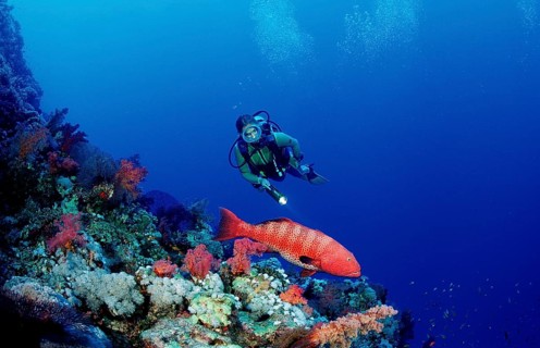Diver and panther trout perch, Plectropomus pessuliferus, Egypt, Africa, Sinai, Dahab, Red Sea,
